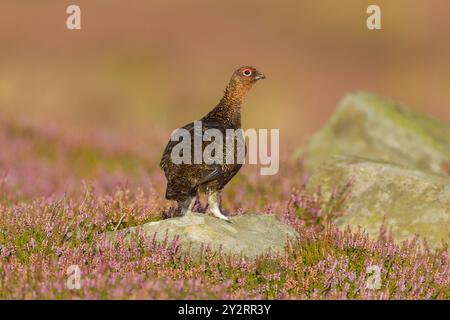 Hirschhühner (Lagopus lagopus scotica), der auf Felsbrocken zwischen blühender Heidekraut steht, Rückansicht mit nach einer Seite gedrehtem Kopf in warmem Licht im Stockfoto