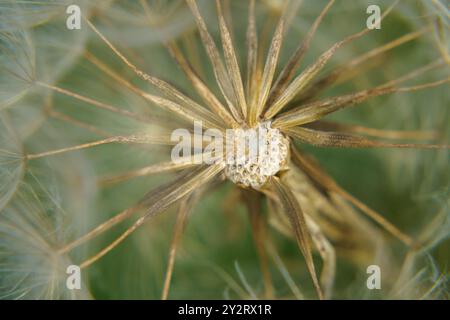 Löwenzahn (taraxacum) Samenkopf, Makronaht vor grünem Hintergrund Stockfoto