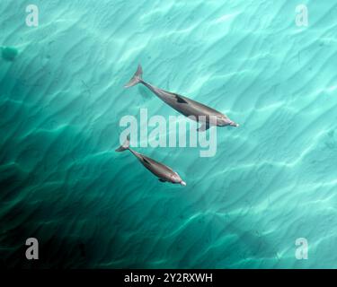 Aus der Vogelperspektive sehen Sie zwei Delfine, die in klarem türkisfarbenem Wasser mit Sandboden schwimmen. Stockfoto