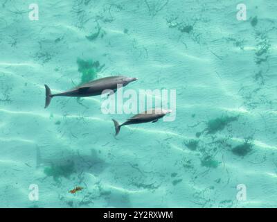 Aus der Vogelperspektive sehen Sie zwei Delfine, die in klarem türkisfarbenem Wasser mit Algen schwimmen. Stockfoto