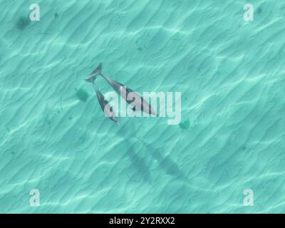 Aus der Vogelperspektive von zwei Delfinen, die in klarem türkisfarbenem Wasser schwimmen, mit sichtbaren Sandmustern darunter. Stockfoto