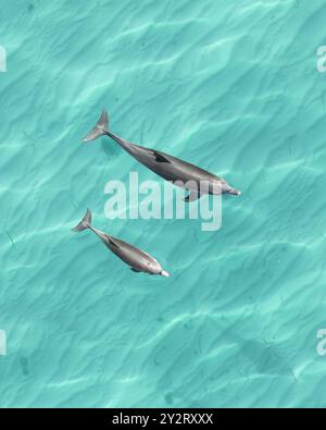 Aus der Vogelperspektive zwei Delfine, die in klarem türkisfarbenem Wasser schwimmen. Stockfoto