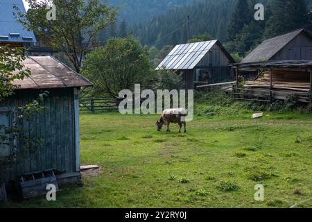 Kuh weidet in der Nähe des Hauses, ländliche Landschaft Stockfoto