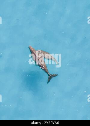 Aus der Vogelperspektive von zwei Delfinen, die im klaren blauen Wasser schwimmen. Stockfoto