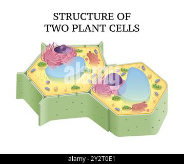 Struktur zweier Pflanzenzellen Stockfoto