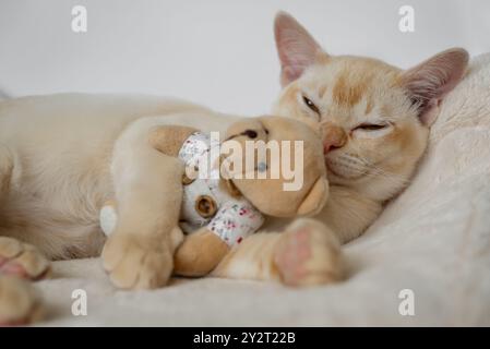 Das bezaubernde rote burmesische Kätzchen schläft in einem weißen Bett und umarmt einen Teddybären auf einem weichen Kissen. Stockfoto