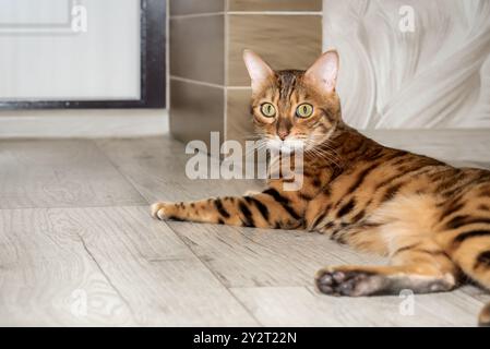 Bengalische Katze auf dem Boden im Flur. Katze in der Wohnung. Stockfoto