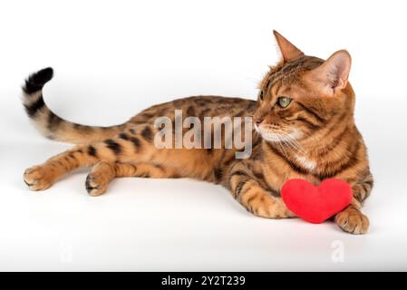 Bengalische Katze mit rotem Plüschherz isoliert auf weißem Hintergrund. Stockfoto