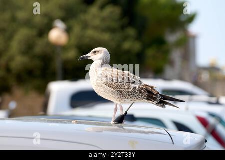 Porec, Istrien, Kroatien - 27. August 2024: Eine Möwe sitzt auf einem Autodach auf einem Parkplatz in Porec, Kroatien, und beobachtet ihre Umgebung *** eine Möwe sitzt auf einem Autodach auf einem Parkplatz in Porec, Kroatien, und beobachtet ihre Umgebung Stockfoto