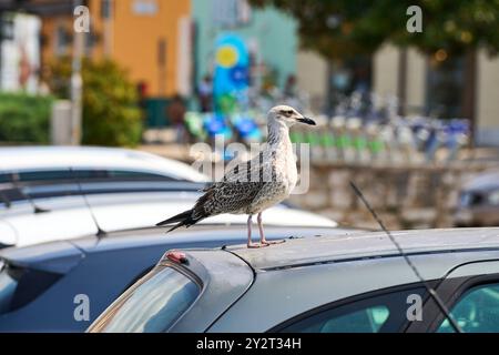Porec, Istrien, Kroatien - 27. August 2024: Eine Möwe sitzt auf einem Autodach auf einem Parkplatz in Porec, Kroatien, und beobachtet ihre Umgebung *** eine Möwe sitzt auf einem Autodach auf einem Parkplatz in Porec, Kroatien, und beobachtet ihre Umgebung Stockfoto