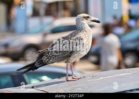 Porec, Istrien, Kroatien - 27. August 2024: Eine Möwe sitzt auf einem Autodach auf einem Parkplatz in Porec, Kroatien, und beobachtet ihre Umgebung *** eine Möwe sitzt auf einem Autodach auf einem Parkplatz in Porec, Kroatien, und beobachtet ihre Umgebung Stockfoto