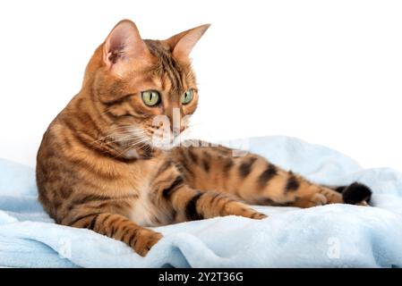 Reinrassige bengalische Katze, die auf blauer Decke liegt, weißer Hintergrund, isoliert Stockfoto