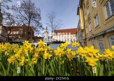 Osterglocken gelb im Topf Blumen Pflanzen Frühling auf dem Viktualienmarkt in München / Datum: 21.02.2024 / *** Narzissen gelb in Topf Blumen Pflanzen Frühling auf dem Viktualienmarkt in München Datum 21 02 2024 Stockfoto