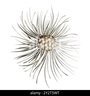 Wasserfarben-Kiefernzweig mit Kegeln auf isoliertem Hintergrund. Illustration eines Nahaufnahme-Fichtenzweiges. Weihnachtsdesign. Handgezeichnete immergrüne Pflanze. Stockfoto