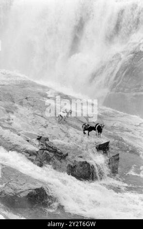 Aktuell 46-4-1971: Der große Sozialversicherungsstreit. In Sirdal herrscht große Unzufriedenheit mit dem Leiter der Sozialversicherung, und es gibt viele Beschwerden, die an ihn gerichtet sind. Der Streit hat seine Wurzeln in der Vergangenheit. Alle Umstände im Zusammenhang mit dem Sozialversicherungsstreit in Sirdal werden in Kürze veröffentlicht. Auf einer großen öffentlichen Sitzung müssen alle Seiten des Falles im Lichte des Tages präsentiert werden. Foto: Sverre A. Børretzen / aktuell / NTB ***FOTO NICHT VERARBEITET*** dieser Bildtext wird automatisch übersetzt Stockfoto