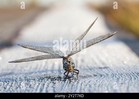 Die Eiszapfen bedeckten Nahporträt der Libelle nach dem Herbstfrost. Kuresoo Moor, Soomaa Nationalpark, Estland Stockfoto