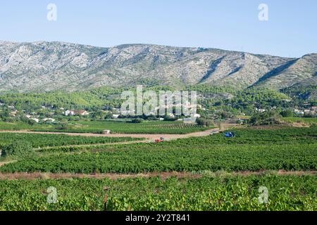 Puyloubier, Frankreich, 10. September 2024. Eine Traubenerntemaschine gleitet durch die Weinberge und sammelt reife Trauben für das AOC Côtes de Provence Sainte Victoire Stockfoto