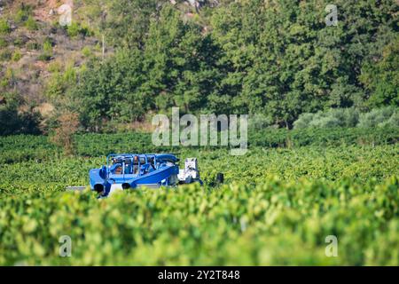 Traubenerntemaschine im Einsatz in einem Weinberg in Südfrankreich, optimiert die Traubenernte für maximale Effizienz während der Erntezeit Stockfoto