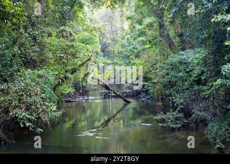 Ein malerischer Blick auf einen Fluss, der an einem sonnigen Tag durch dichten grünen, üppigen Wald fließt, im Gunung Mulu Nationalpark auf Borneo Island, Malaysia Stockfoto