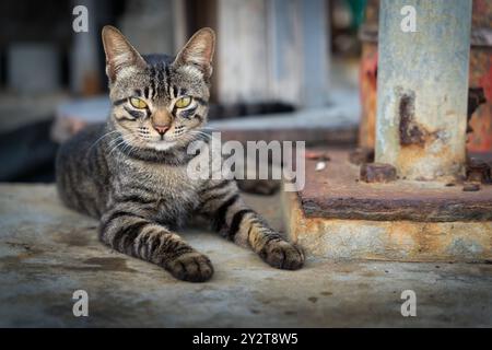 Eine Nahaufnahme einer Kurzhaar-Tabby-Katze, die tagsüber auf einer Betonoberfläche in der Nähe eines rostigen Metallpfahls liegt, mit verschwommenem Hintergrund Stockfoto