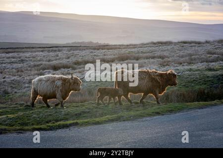 Die Hochlandkühe wandern auf einer Landstraße mit malerischen Hügeln im Hintergrund bei Sonnenuntergang in Skipton Town, England Stockfoto