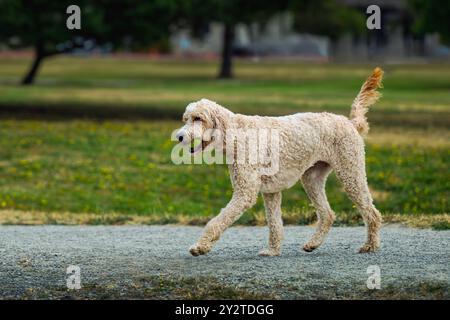 GROSSES CREMEFARBENES GOLDENES DOODLE, DAS AUF EINEM KIESWEG MIT EINER GRÜNEN KUGEL IM MUND AN EINEM BEREICH AUSSERHALB DER LEINE IM MEDINA PARK IN MEDINA WASHINGTON LÄUFT Stockfoto
