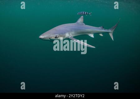 Ein Blauhai wird mit einem Pilotenfisch vor der Küste von Penzance, Cornwall, gesichtet. Stockfoto