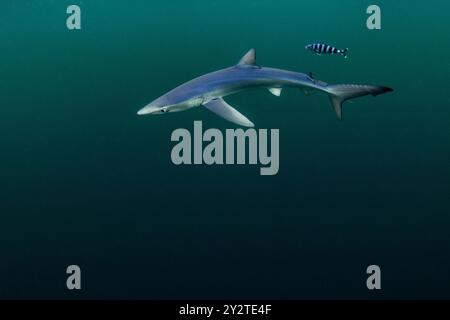 Ein Blauhai wird mit einem Pilotenfisch vor der Küste von Penzance, Cornwall, gesichtet. Stockfoto