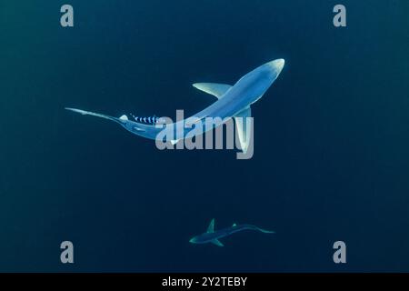 Ein Blauhai wird mit einem Pilotenfisch vor der Küste von Penzance, Cornwall, gesichtet. Stockfoto