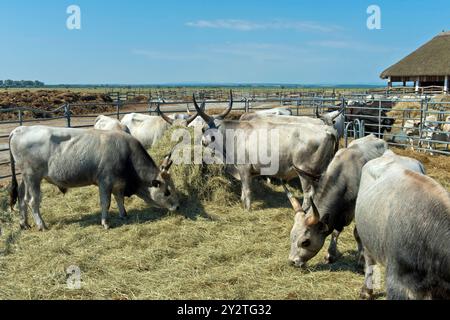 Ungarische Steppenrinder fressen Heu in einer Stallanlage, FertÅ-Hansag Nationalpark, Ungarn *** Ungarische Steppenrinder fressen Heu in einem Stall, FertÅ Stockfoto