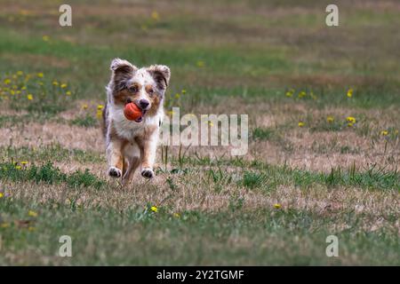 EIN MINI-AUSSIE, DER EINEN ORANGEN BALL IN IHM SMOUTH LÄUFT, MIT BEIDEN VORDERFÜSSEN ÜBER DEM BODEN IN EINEM AUSSERHALB DER LEINE LIEGENDEN HUNDEBEREICH IN EINEM STADTPARK DER MEDINA WASHINGTON Stockfoto