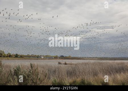 Zugvögel in einem Naturschutzgebiet erfüllen den Himmel. Stockfoto