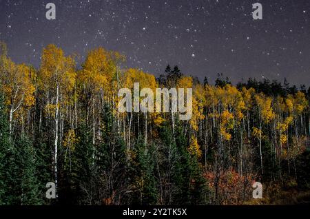 Golden Aspens in den Rocky Mountains leuchten im nächtlichen Himmel Stockfoto