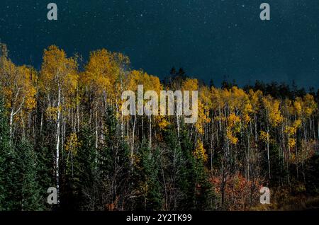 Golden Aspens in den Rocky Mountains leuchten im nächtlichen Himmel Stockfoto