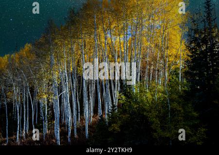 Golden Aspens in den Rocky Mountains leuchten im nächtlichen Himmel Stockfoto