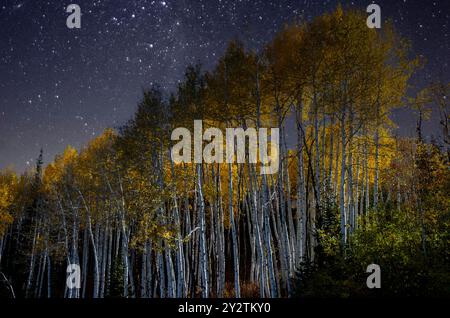 Golden Aspens in den Rocky Mountains leuchten im nächtlichen Himmel Stockfoto