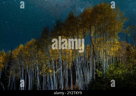 Golden Aspens in den Rocky Mountains leuchten im nächtlichen Himmel Stockfoto