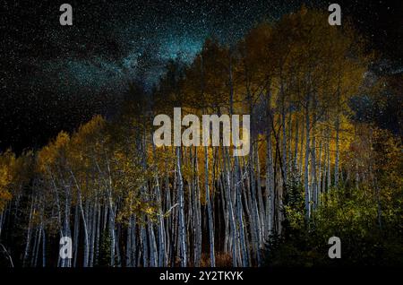 Golden Aspens in den Rocky Mountains leuchten im nächtlichen Himmel Stockfoto