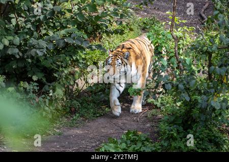 Ein majestätischer Tiger, der durch üppiges grünes Laub in einer Waldlandschaft spaziert Stockfoto