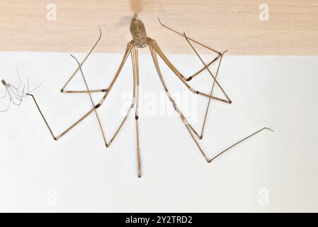 Keller Spinne (Pholcus phalangioides) Stockfoto