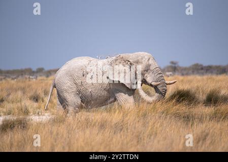 Afrikanischer Elefant (Loxodonta Africana), der sich mit diesem Stamm ein Schlammbad gönnt Stockfoto