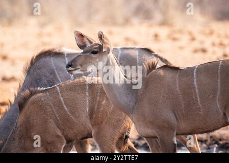 Nahaufnahme weiblicher Großkudu (Tragelaphus strepsiceros) in Namibia. Stockfoto