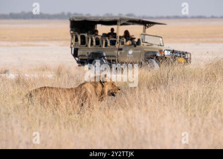 Afrikanischer männlicher Löwe, der auf einer geführten Safari mit offenem Dach in einem Wildreservat im hohen Gras gesichtet wird. Stockfoto