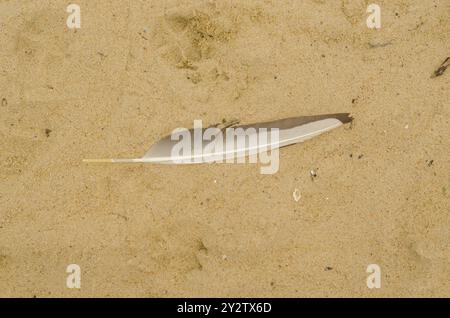 Eine einsame Möwenfeder aus Sand am Strand. Hochwertige Fotos Stockfoto