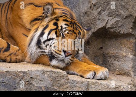 Tigerjungen spielen mit seiner Mutter, sumatra Tiger Panthera tigris. Kleine lustige, verspielte Jungen und zwei Erwachsene Tiger. Tiger-Familie Stockfoto