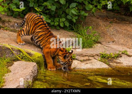 Sumatra-Tigerfamilie mit zwei kleinen Jungen. Stockfoto