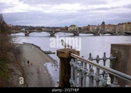 Eine Taube sitzt auf einer Säule mit freiem Blick im Hintergrund. Stockfoto