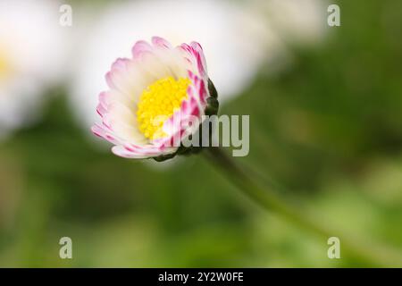 Der Blumenkopf von Daisy zeigt in der Blüte rosa kantige Blütenblätter oder Strahlblätter und gelbe Scheibenröschen. Bellis perennis, Teil der Asteraceae fami Stockfoto