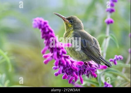 Malachit sunbird (Nectarinia famosa, weiblich) aus Franschhoek Valley, Südafrika. Stockfoto