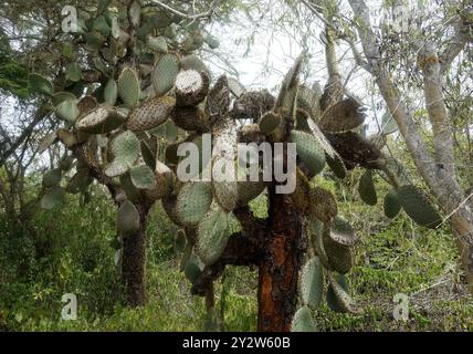 Cactus, Opuntia galapageia, Santa Cruz Island, Galápagos, Ecuador, Südamerika Stockfoto